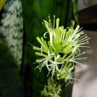 سانسوریا یکونیم متری