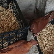 کبوتر مسافتی وپرشی سرخ