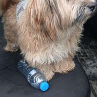 واگذارسگ خانگی بازیگوش