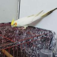 جفت مولد قیمت 1800