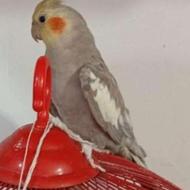 طوطی عروس ماده مدلد