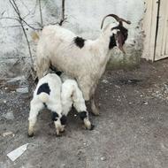 گوسفند..بز دوقلو بزغاله نروماده