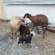 گوسفند تک قلو 2میش 2بره بره
