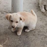 سگ پاکوتاه نر ماده واگذار