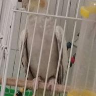 عروس هلندی نر و ماده