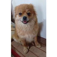 یک جفت پامرین روباهی وخرسی واگذار