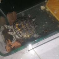 دوعدد لاک‌پشت برکه ای