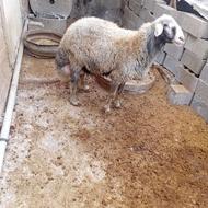 قوچ کبود دم روبای