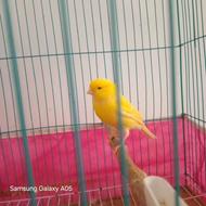 قناری نر بخون