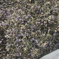 گل بنفشه چین امسال