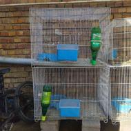 قفس کبوتر نو