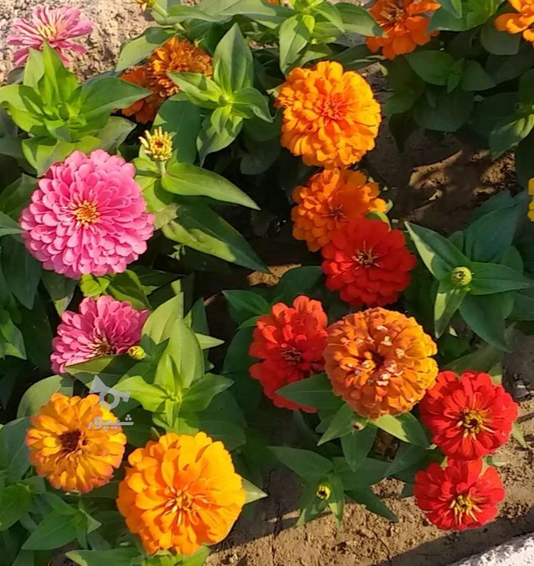 خدماتی باغبان باسابقه حرص کاری نگهداری