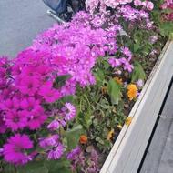 خدماتی باغبان باسابقه حرص کاری نگهداری