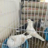 کبوتر ساده هودی