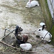 دو جفت خرگوش