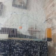 قفس عروس طوطی