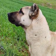 واگذاری سگ نر سرابی