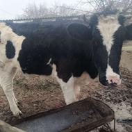 گوساله،داشتی هم گوشتی