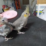 جفت طوطی سرلاکی دستی