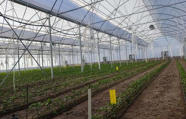 فروش گلخانه 3080 متری اسپانیایی فولاتوماسیون،شیراز، بیضا