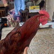 خروس تمیز جوجه سن جوان و بالغ