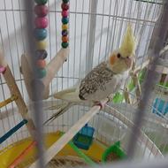 عروس هلندی دستی.بازیگوش