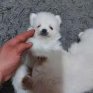 واگذاری توله پاپر اصل نژاد دار