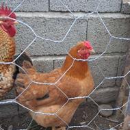 مرغ محلی سالم تخم گذار