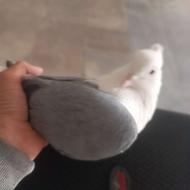 کبوتر پرشی به شرط