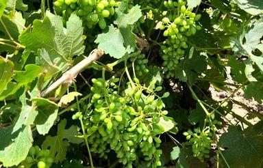 ---باغ انگور300متری