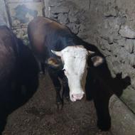 یک راس جوانانه گاو نر گوشتی سمینتال اصل