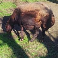 گوسفند افشار