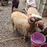 چند راس گوسفند نر ماده فروشی