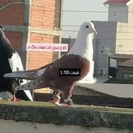 کفتر آلمانی و رنگه