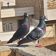 9 الا 10 تا کبوتر عاص فقط فقط 1/500