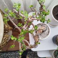 گل خرفه چند ساله تبدیل شده به بنسای