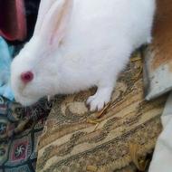 خرگوش سفید چشم قرمز