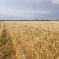 فروش گندم‌