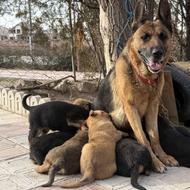 توله های 45 روزه ژرمن