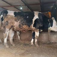 گاونرتلیسه