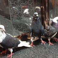 سه کبوتر کاملاً سالم و آماده جفت زنی