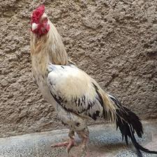 خروس خوب قیمت 2200قیمت خوب