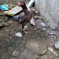 مرغ لاری َاصل