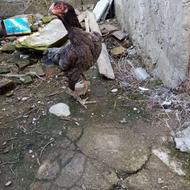 مرغ لاری َاصل