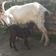 بز شیری جوان