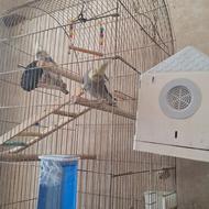 یک جفت عروس هلندی