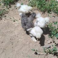 مرغ خروس ابریشمی ورامین