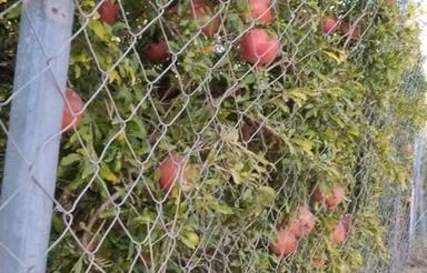 فروش فوری باغ