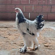 خروس برهما لایت اصل