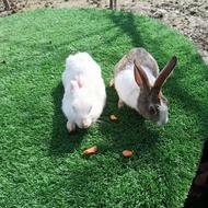 خرگوش دانی 200